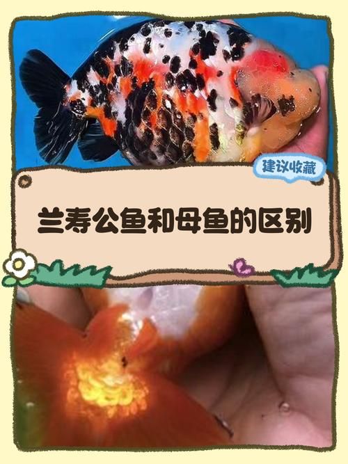 給我一些鑒別真假呼蘭龍魚的圖片，如何鑒別真假呼蘭龍魚