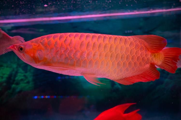 如何判斷塔河龍魚是否成熟，arxiv論文助手arxiv論文助手判斷塔河龍魚是否成熟