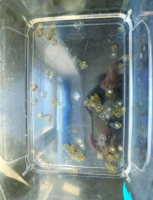 小海龍魚幼體出生后如何生存