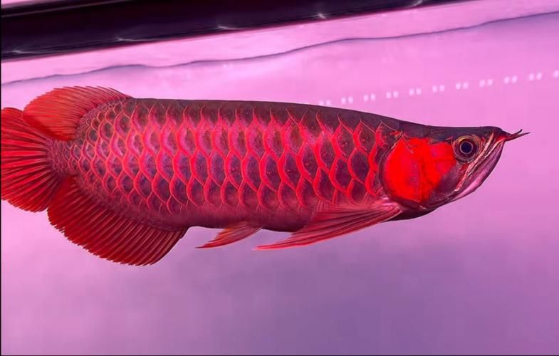 如何判斷大湖紅龍魚是否完全恢復，如何判斷大湖紅大魚是否完全恢復 如何判斷大湖紅龍魚是否完全恢復，如何判斷大湖紅大魚是否完全恢復 龍魚百科 第5張