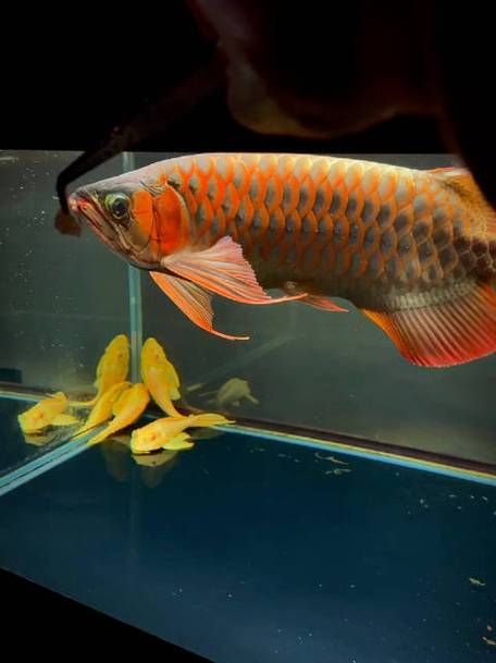 如何判斷大湖紅龍魚是否完全恢復，如何判斷大湖紅大魚是否完全恢復 如何判斷大湖紅龍魚是否完全恢復，如何判斷大湖紅大魚是否完全恢復 龍魚百科 第4張