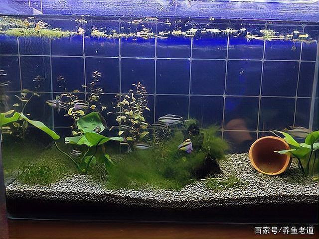 如何判斷大湖紅龍魚是否完全恢復，如何判斷大湖紅大魚是否完全恢復 如何判斷大湖紅龍魚是否完全恢復，如何判斷大湖紅大魚是否完全恢復 龍魚百科 第7張