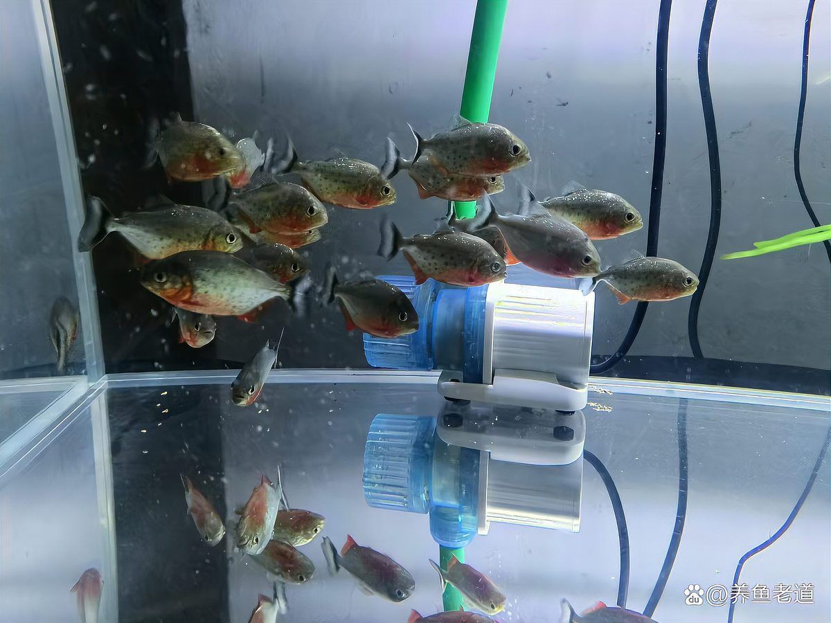 如何判斷大湖紅龍魚是否完全恢復，如何判斷大湖紅大魚是否完全恢復 如何判斷大湖紅龍魚是否完全恢復，如何判斷大湖紅大魚是否完全恢復 龍魚百科 第6張