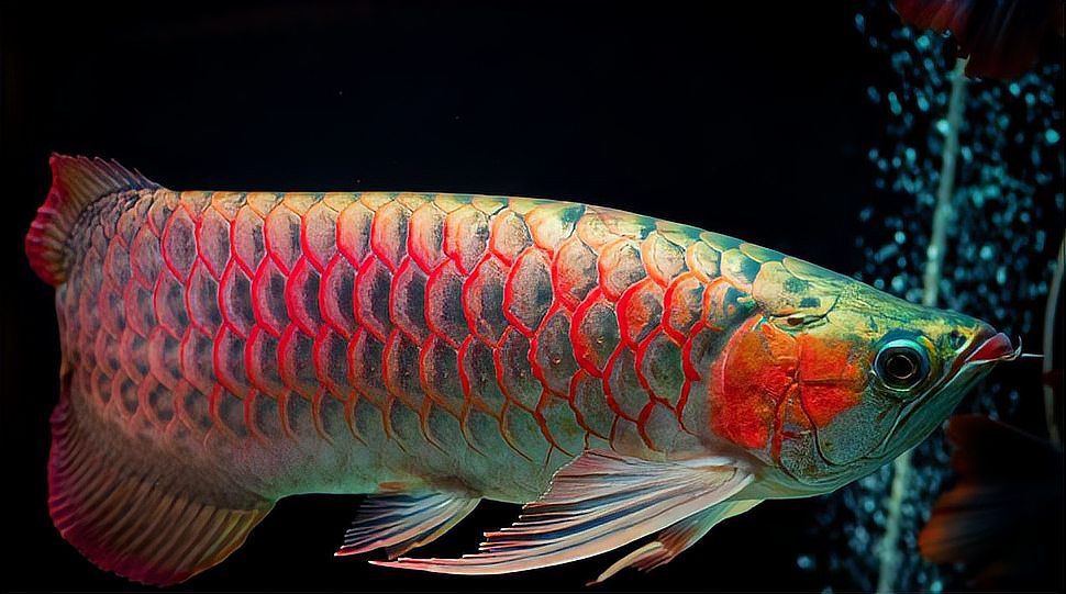 如何判斷大湖紅龍魚是否完全恢復，如何判斷大湖紅大魚是否完全恢復 如何判斷大湖紅龍魚是否完全恢復，如何判斷大湖紅大魚是否完全恢復 龍魚百科 第8張