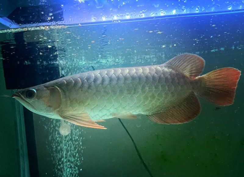 如何判斷大湖紅龍魚是否完全恢復，如何判斷大湖紅大魚是否完全恢復 如何判斷大湖紅龍魚是否完全恢復，如何判斷大湖紅大魚是否完全恢復 龍魚百科 第9張