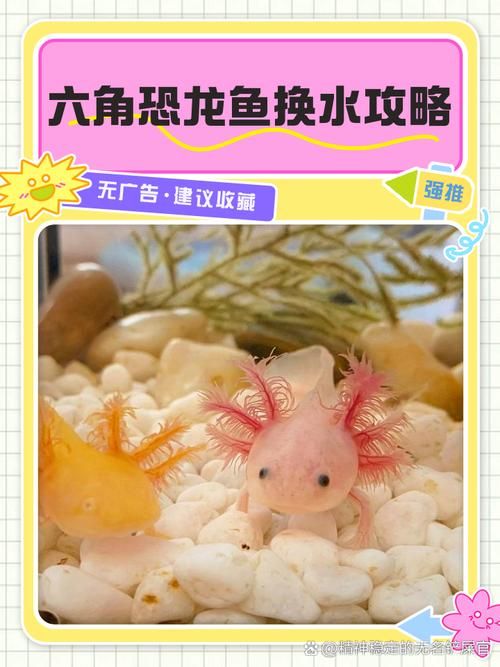 给我一些改善六角恐龙鱼水质的图片，如何判断六角恐龙鱼的健康状况？