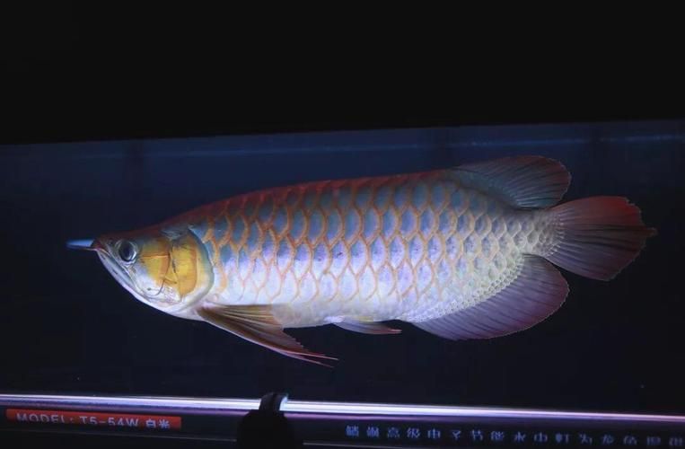 如何判斷張北龍魚是否成熟，如何判定張北龍魚是否成熟