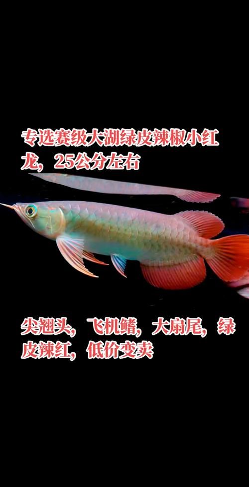 龍魚之家哪個品種最受歡迎，過背金龍和辣椒紅龍哪個更受歡迎？