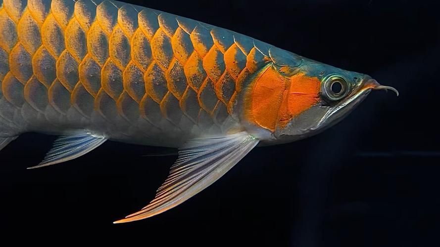 龍魚之家哪個品種最受歡迎，過背金龍和辣椒紅龍哪個更受歡迎？