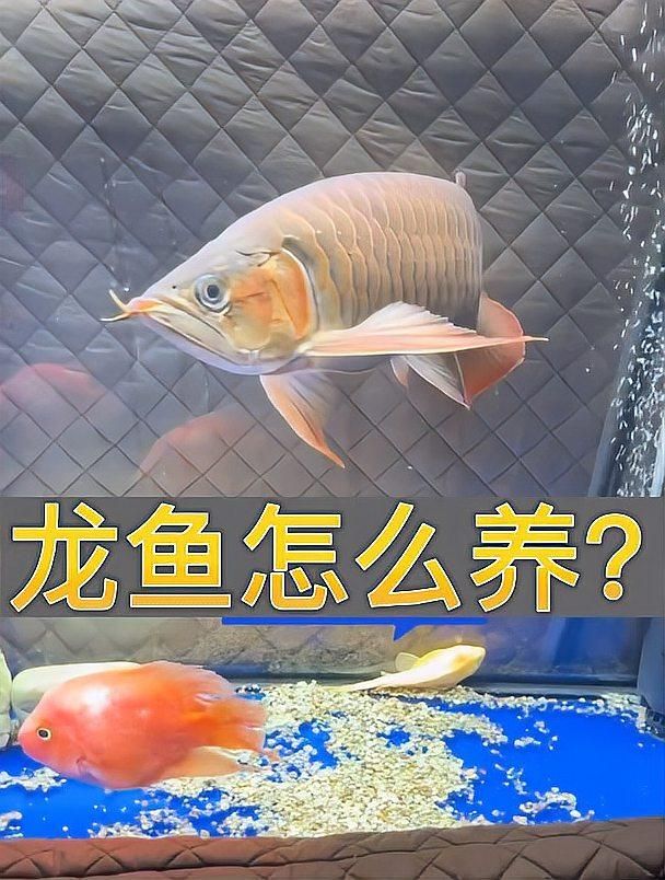 成安龍魚的飼養方法是什么，成安龍魚的飼養方法