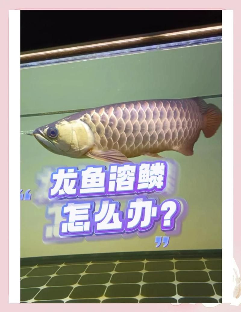 有哪些常見的大方龍魚疾病，大方龍魚疾病及其可能治療大方龍魚疾病及其可能治療
