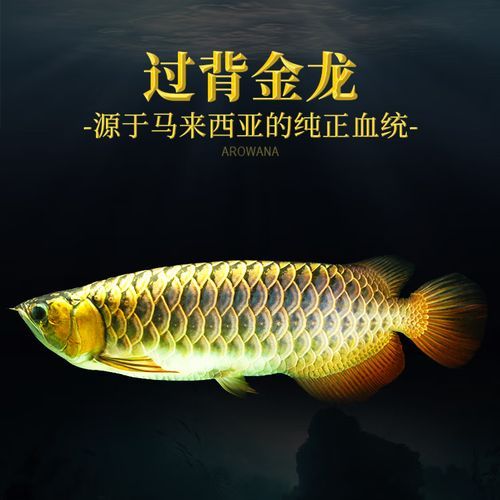 白金龍魚和過背金龍魚哪個更貴，變異白金龍魚和過背金龍魚哪個更貴白金龍魚和過背金龍魚哪個更貴