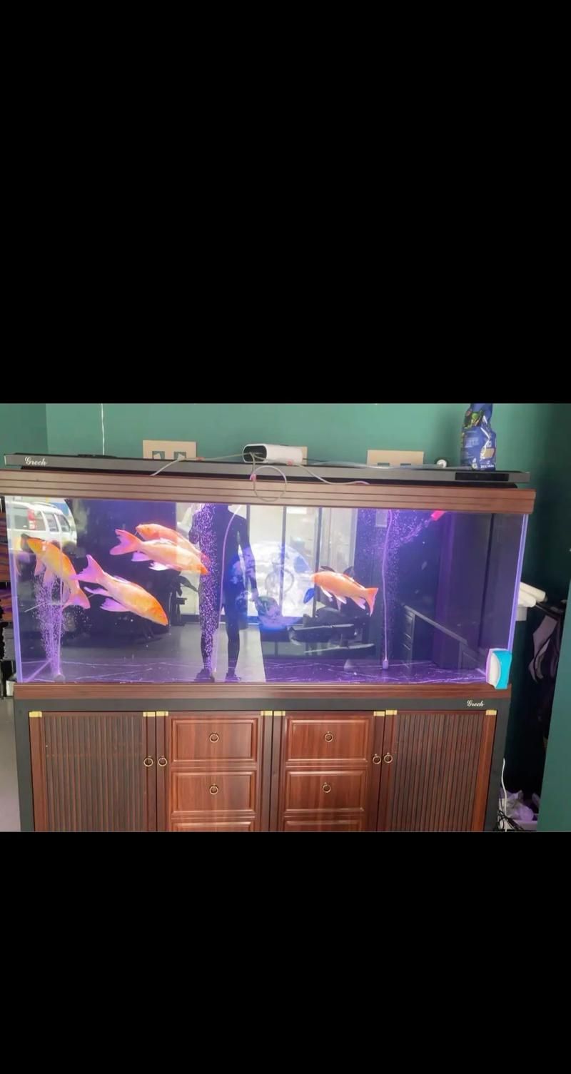 能否推薦幾款適合龍魚苗的魚缸,幾款適合龍魚苗的魚缸推薦 龍魚百科 第1張 能否推薦幾款適合龍魚苗的魚缸,幾款適合龍魚苗的魚缸推薦 能否推薦幾款適合龍魚苗的魚缸,幾款適合龍魚苗的魚缸推薦 龍魚百科 第1張