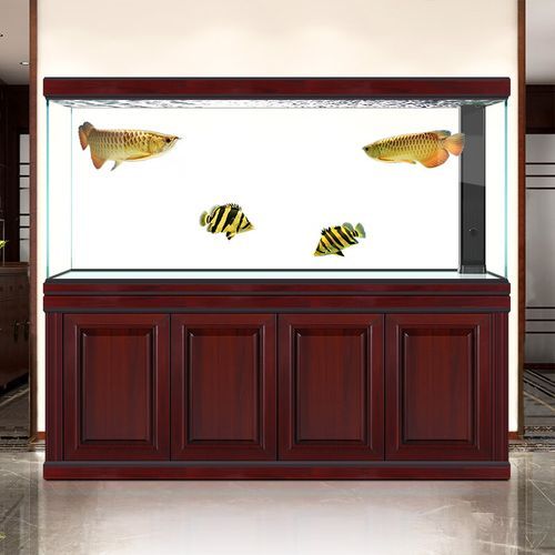 能否推薦幾款適合龍魚苗的魚缸,幾款適合龍魚苗的魚缸推薦 龍魚百科 第10張 能否推薦幾款適合龍魚苗的魚缸,幾款適合龍魚苗的魚缸推薦 能否推薦幾款適合龍魚苗的魚缸,幾款適合龍魚苗的魚缸推薦 龍魚百科 第10張