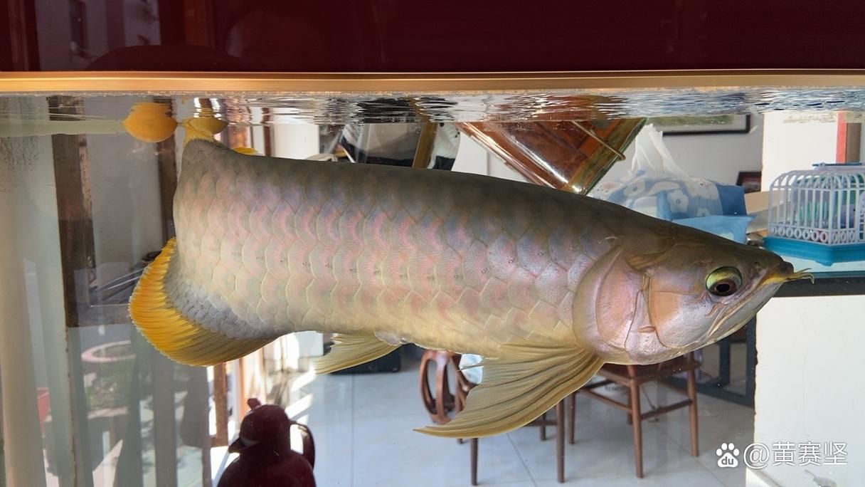 紅龍魚和號半龍魚哪個更稀有，紅龍魚與號半龍魚哪個更稀有？