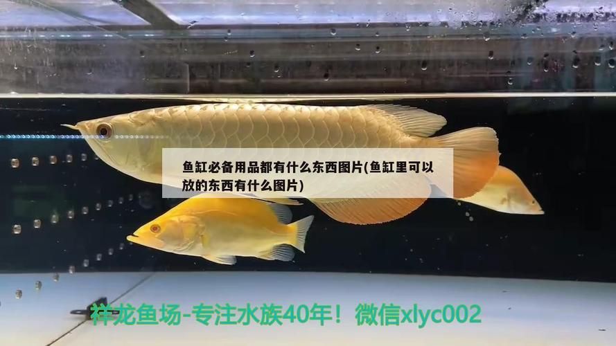 紅龍魚和號半龍魚哪個更稀有，紅龍魚與號半龍魚哪個更稀有？