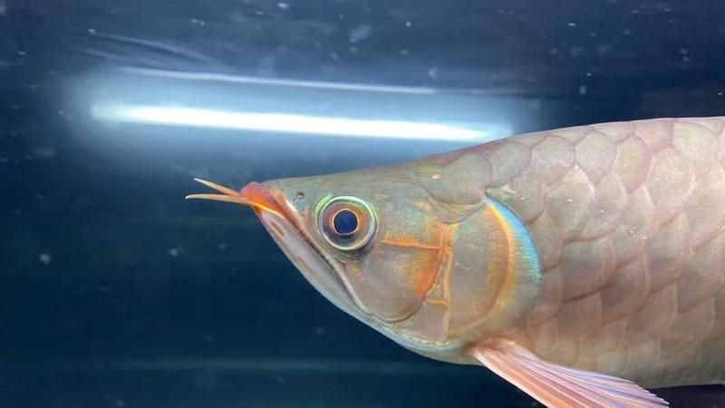 潛伏期內如何早期識別龍魚病，潛伏期內如何早期識別龍魚病,龍魚在潛伏期的信號極其隱蔽 潛伏期內如何早期識別龍魚病，潛伏期內如何早期識別龍魚病,龍魚在潛伏期的信號極其隱蔽 龍魚百科 第2張