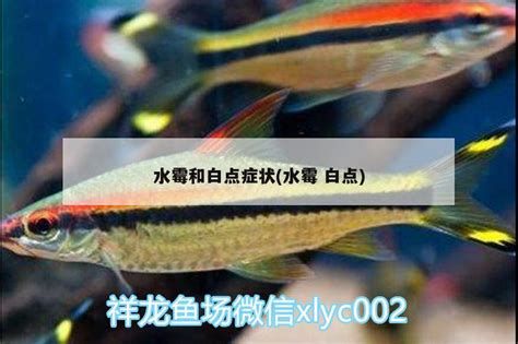 龍魚長白毛后多久會好轉(zhuǎn)，龍魚長白毛后多久會好轉(zhuǎn)取決于多種因素、水質(zhì)條件以及健康狀況