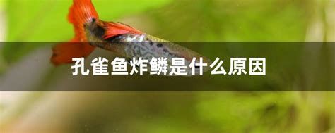 龍魚炸鱗的原因有哪些？，龍魚炸鱗是一個“治難不治早”的問題，龍魚炸鱗的原因有哪些