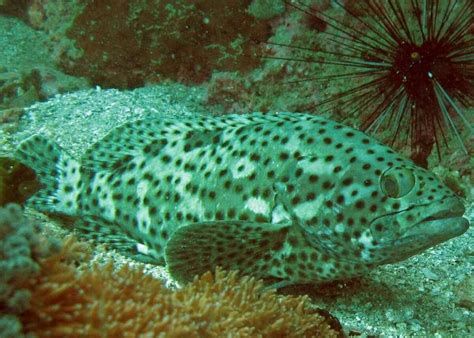 狗頭魚，狗頭魚不僅是海底的“獵手”，也是極具觀賞價值的“獵手”