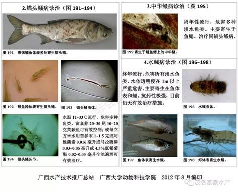 鱼烂鳃图片