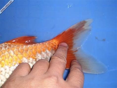 錦鯉爛鰭能自愈嗎，錦鯉爛鰭怎么辦