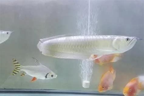 龍魚拉白便后如何恢復(fù)？