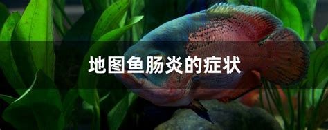 龙鱼得肠炎要警惕四种病，龙鱼得肠炎要警惕四种病，