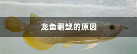 龙鱼得肠炎要警惕四种病，龙鱼得肠炎要警惕四种病，