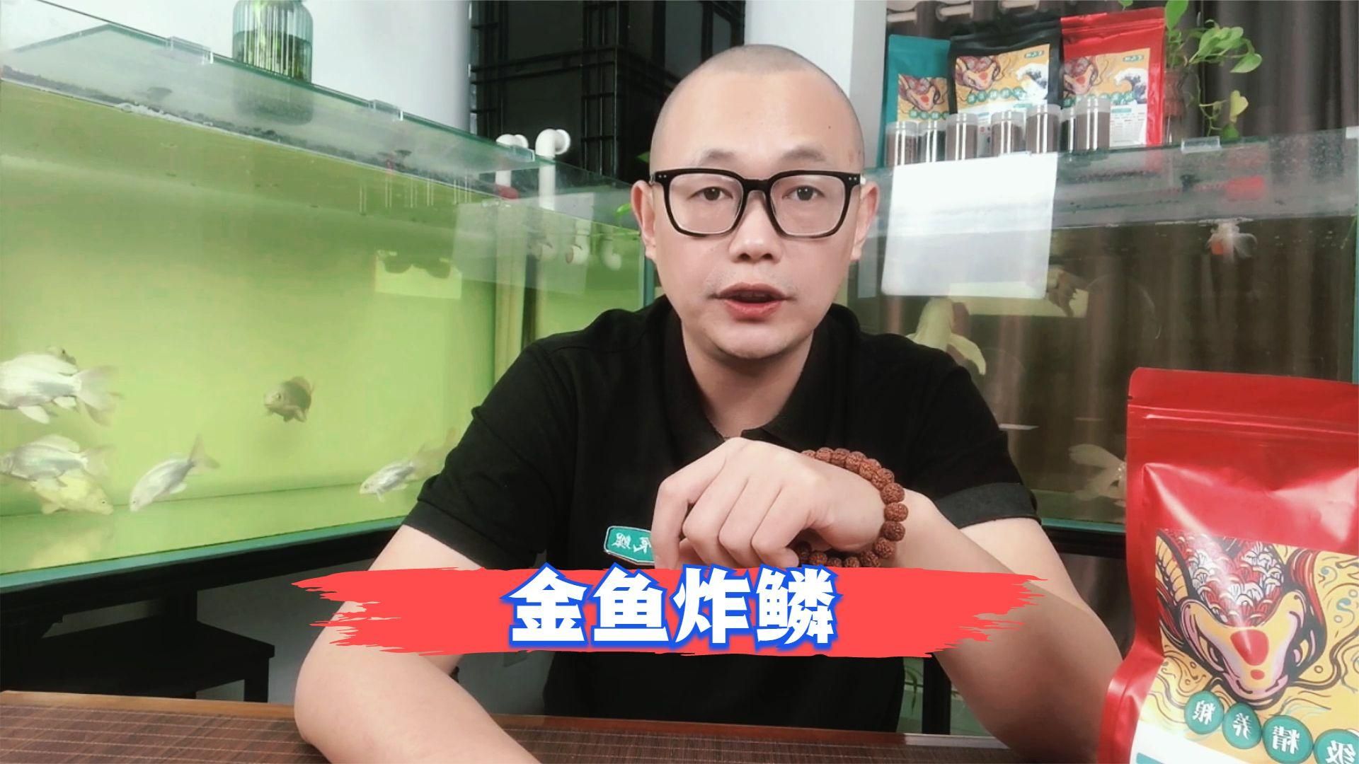 金魚炸鱗后還能活多久，金魚炸鱗后的生存時間取決于多種因素，愛養魚的大劉劉 金魚炸鱗后還能活多久，金魚炸鱗后的生存時間取決于多種因素，愛養魚的大劉劉 龍魚百科 第1張