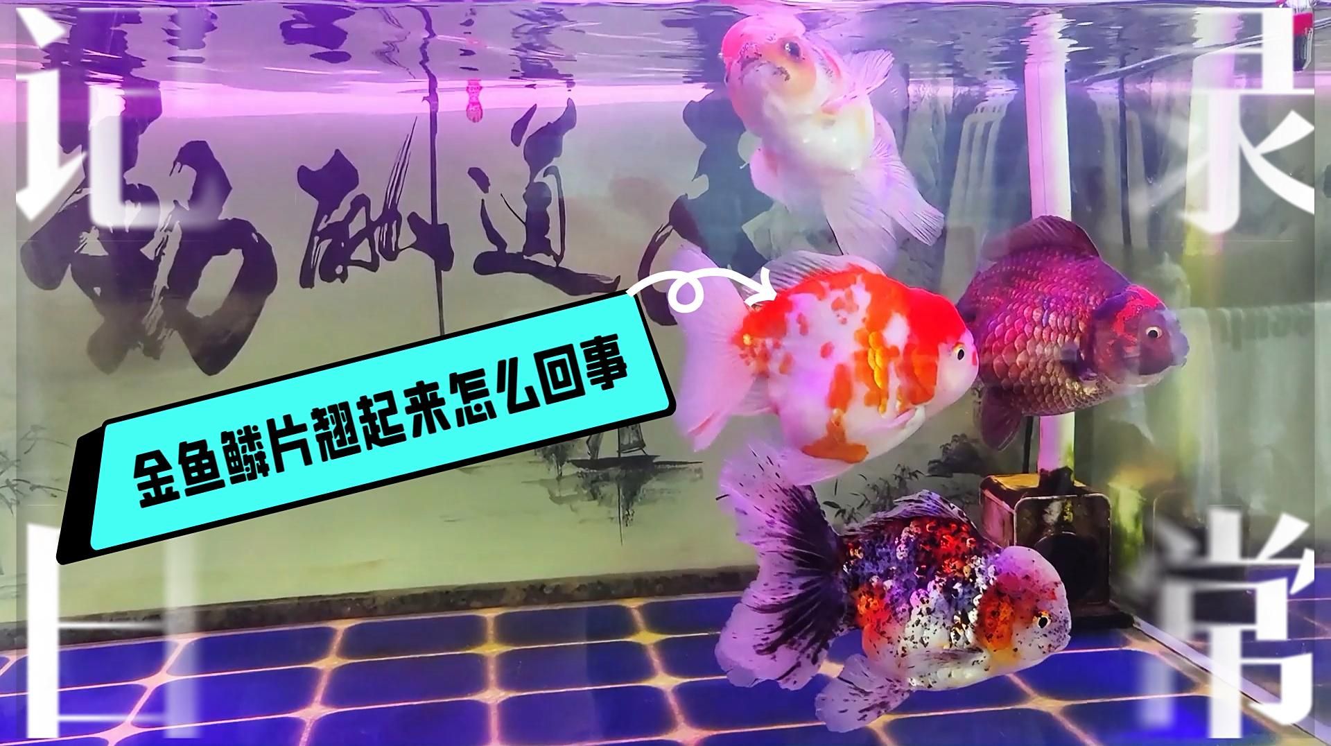 金魚炸鱗后還能活多久，金魚炸鱗后的生存時間取決于多種因素，愛養魚的大劉劉 金魚炸鱗后還能活多久，金魚炸鱗后的生存時間取決于多種因素，愛養魚的大劉劉 龍魚百科 第2張