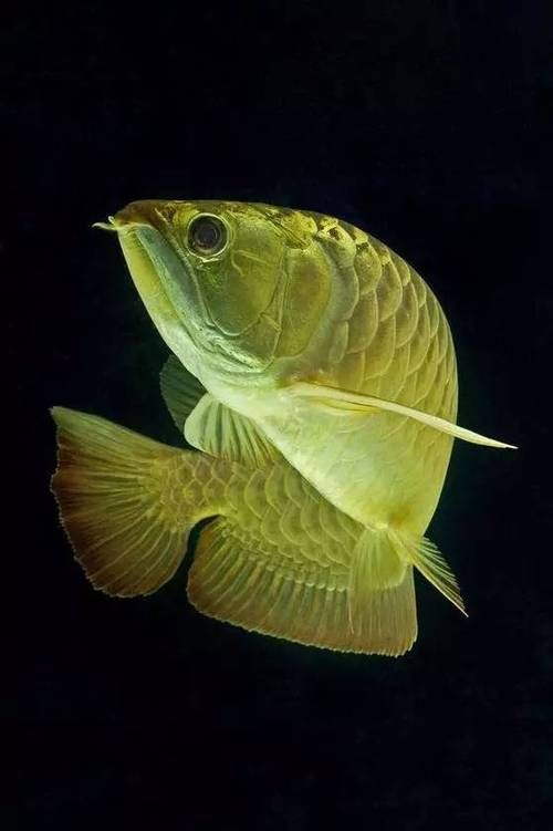 推薦一些龍魚的圖片壁紙，高清龍魚圖片壁紙合集