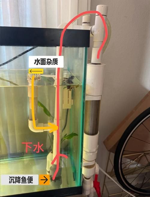 如何降低过背金龙鱼的养殖成本，如何降低过背金龙鱼养殖成本