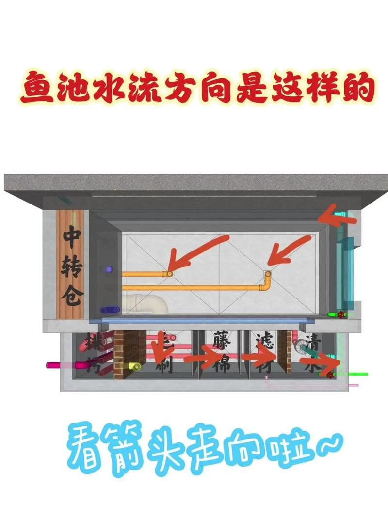 如何降低过背金龙鱼的养殖成本，如何降低过背金龙鱼养殖成本