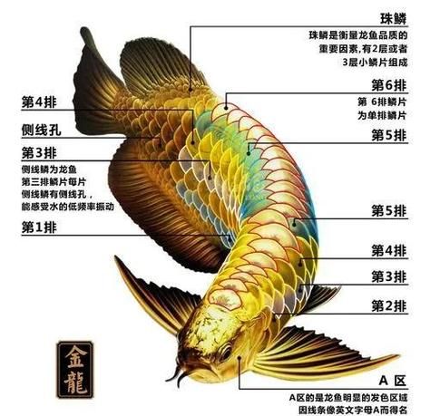 如何降低过背金龙鱼的养殖成本，如何降低过背金龙鱼养殖成本