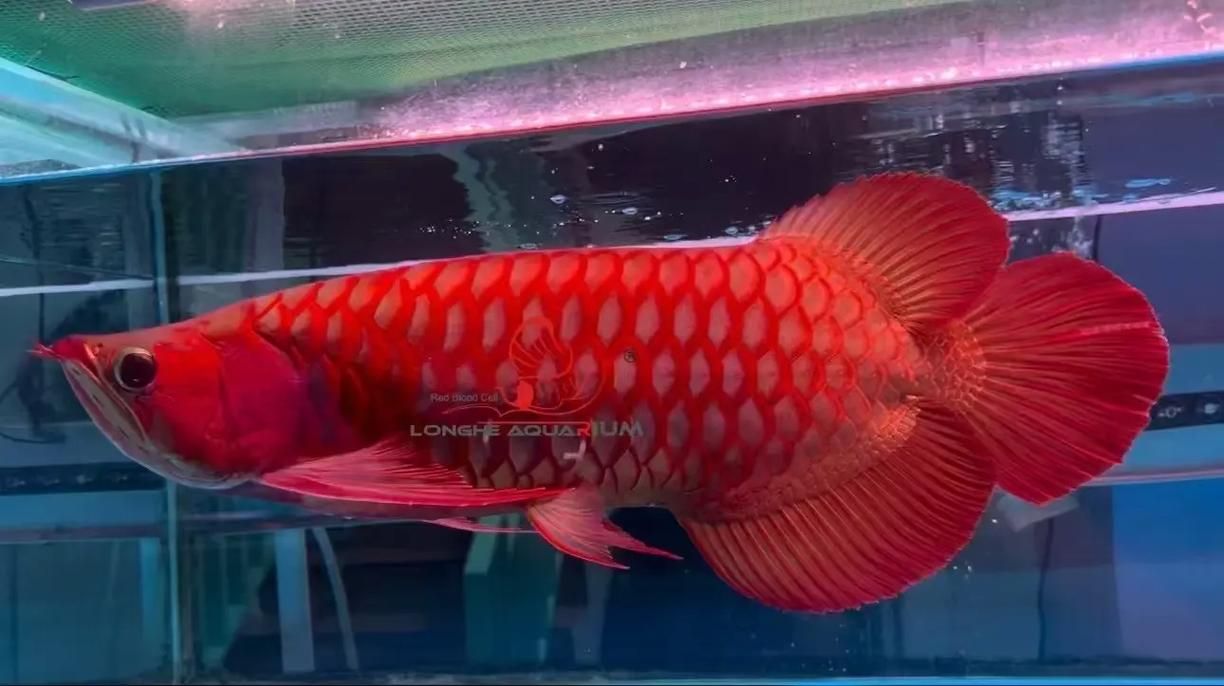 如何判斷紅龍的品質，如何判斷紅龍魚品質