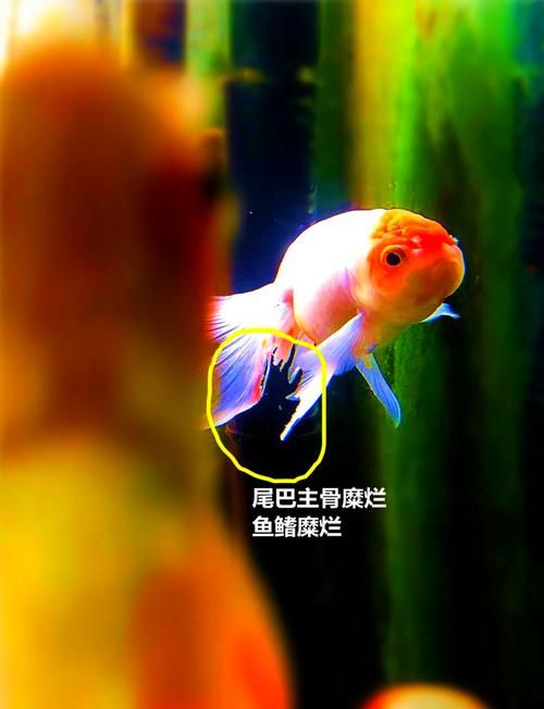 魚爛尾后如何治療，魚爛尾后如何治療調(diào)用工具