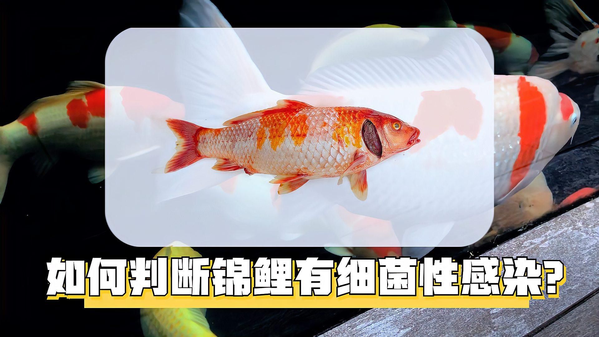 如何判斷魚病是否由細(xì)菌引起，判斷魚病是否由細(xì)菌引起是否由細(xì)菌引起是一個(gè)復(fù)雜的過程