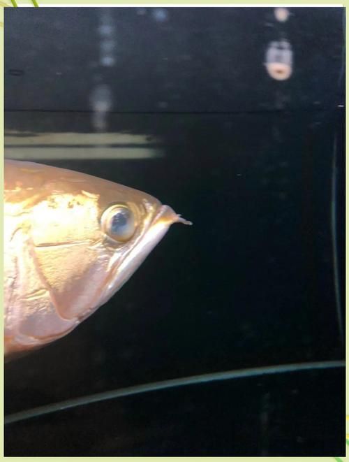 如何判斷龍魚蒙眼是否由厭氧菌引起 如何判斷龍魚蒙眼是否由厭氧菌引起 龍魚百科 第2張