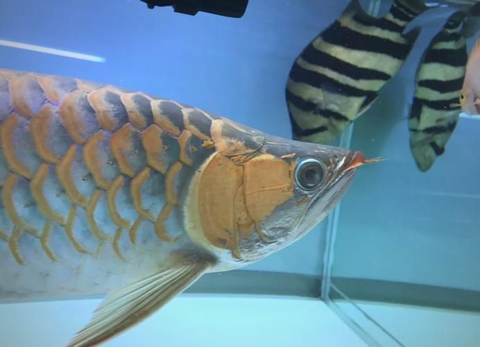 如何判斷龍魚蒙眼是否由厭氧菌引起