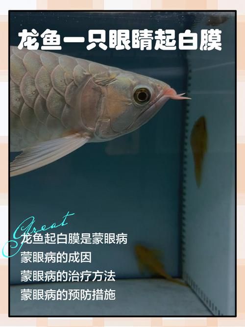 如何判斷龍魚蒙眼是否由厭氧菌引起 如何判斷龍魚蒙眼是否由厭氧菌引起 龍魚百科 第3張