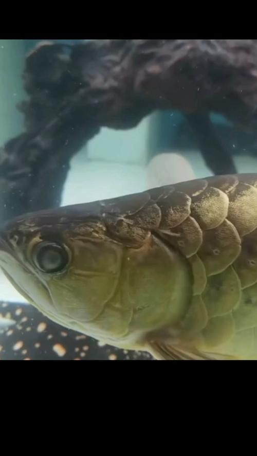 如何判斷龍魚蒙眼是否由厭氧菌引起 如何判斷龍魚蒙眼是否由厭氧菌引起 龍魚百科 第4張