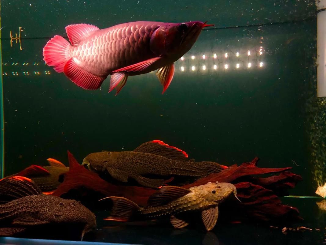 福龍魚的市場價格如何？，福龍魚市場價格波動劇烈，福龍魚市場價格走勢分析