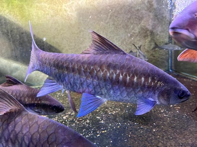 福龍魚的市場價格如何？，福龍魚市場價格波動劇烈，福龍魚市場價格走勢分析