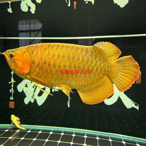 给我一份高清的龙鱼品牌排行榜图片，丹顶锦鲤的繁殖季节是什么时候？