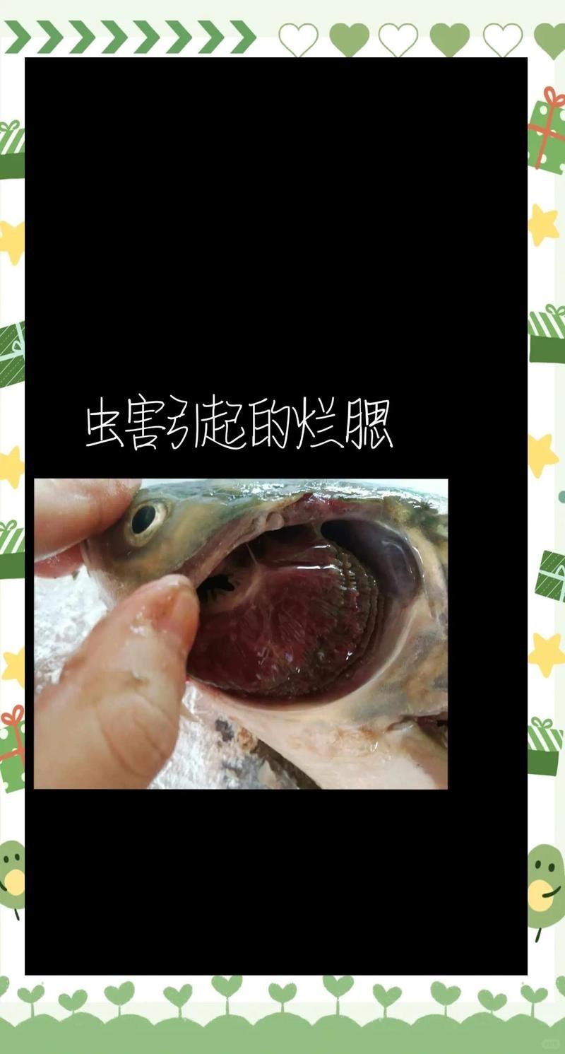 如何預防魚鰓腐爛