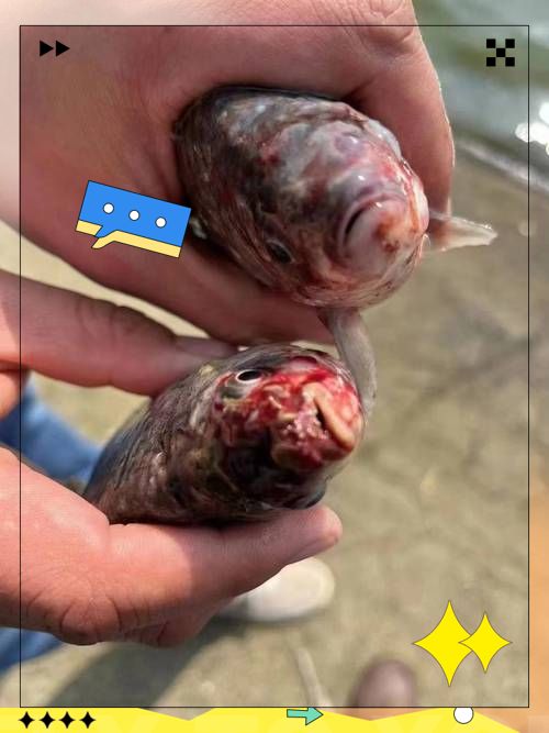 如何預防魚鰓腐爛