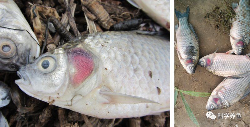 如何預防魚鰓腐爛