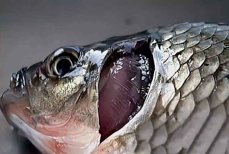 如何預防魚鰓腐爛