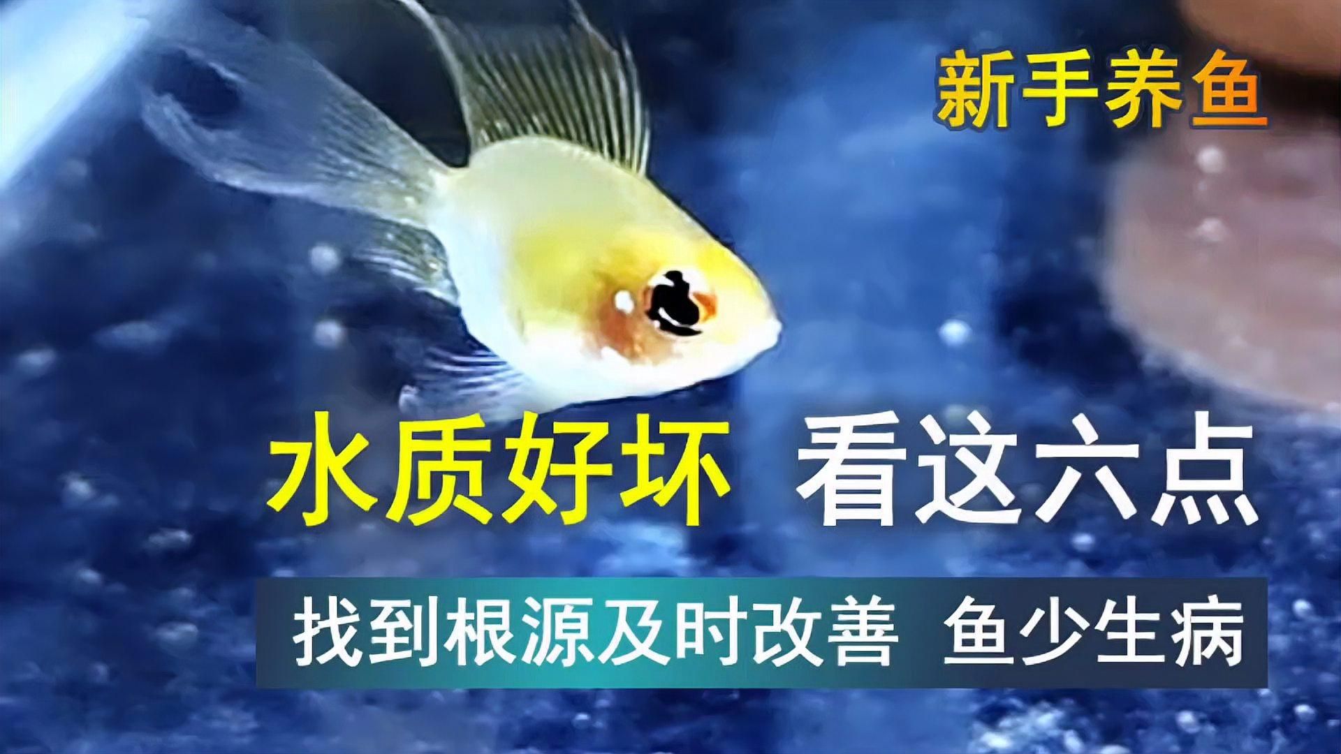 如何判斷龍魚缸水質是否良好？，如何判斷魚缸水質好壞